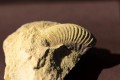 rené L Ammonite 25MA 